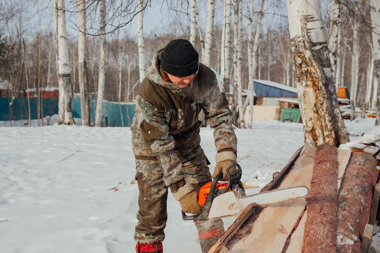 The Steps Involved in Our Tree Care Process in Lake Hamilton, FL